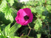 purple pillow 05.10.14.webp