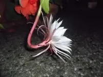 DSCF0460.webp