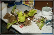 comp_DSC02371.webp