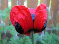 IMG_7743Mohnblume v.webp