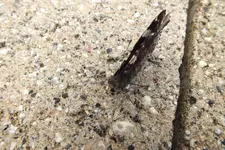 DSCF8292.webp