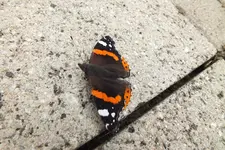 DSCF8296.webp