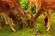 junges Damwild1_800.webp