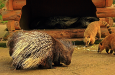 Stachelschwein_Nasenbären_800.webp