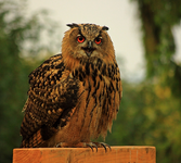 junger Uhu_Augen_Schrei3_700.webp