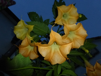 P1210528.webp
