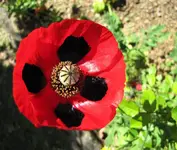 Mohn rot v.webp