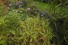 palm-wedel-segge.webp