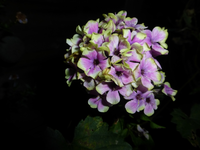 P1210510.webp