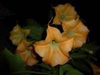 P1210529.webp