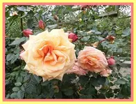 133.webp