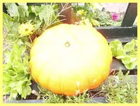 256.webp