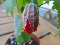 P1180326.webp