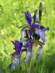 iris sibirica.jpg