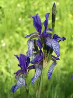 iris sibirica.webp