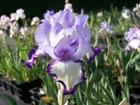 on edge.webp