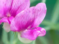 035.webp
