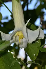 Engelstrompete_00002.webp