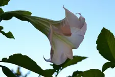 Engelstrompete_00003.webp