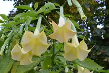 Engelstrompete_00004.webp