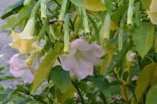 Engelstrompete_00005.webp