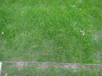 Rasen - Aussat im Herbst.webp