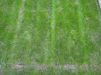 2 Detail nach Mähung.webp