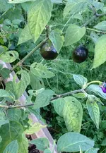 Rocoto 1.webp