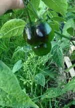 Rocoto 2.webp