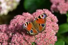 Schmetterling_00001.webp