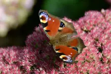 Schmetterling_00002.webp