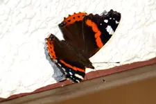 Schmetterling_00003.webp