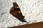 Schmetterling_00004.JPG