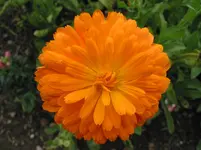 herbst 021.webp