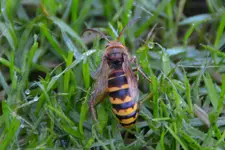 Hornisse2_00001.webp