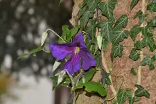 DSC_6934_31277.webp