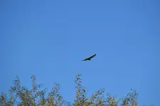 Mäusebussard_00001.webp
