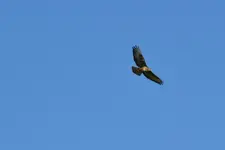 Mäusebussard_00002.webp