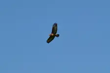 Mäusebussard_00003.webp