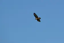 Mäusebussard_00004.webp