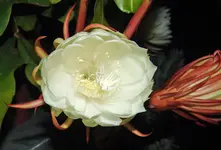 Blüte3.webp