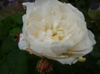 P1160618.webp