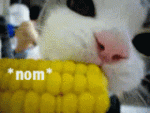 Katze-Mais.gif