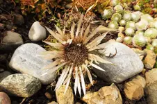 DSCF8357 (2).webp