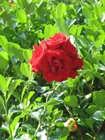 Bild 061.webp