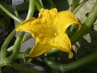 IMGP7036.webp