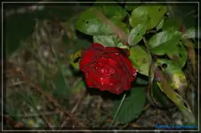 comp_DSC02378.webp
