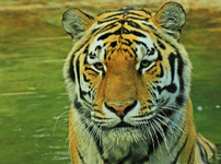 sib_Tiger_Katze_Schnurrhaare_pattern2_700.webp