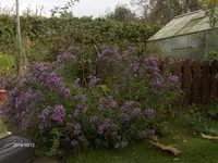 HPIM1058.webp