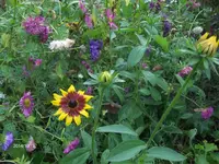 HPIM1057.webp